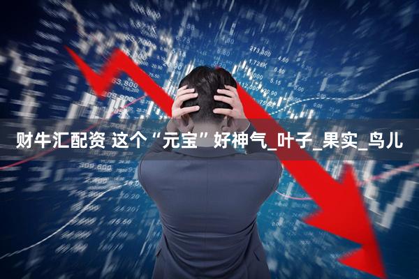 财牛汇配资 这个“元宝”好神气_叶子_果实_鸟儿